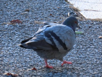 Rock Dove Hattori Ryokuchi Park Sat, 12/23/2023