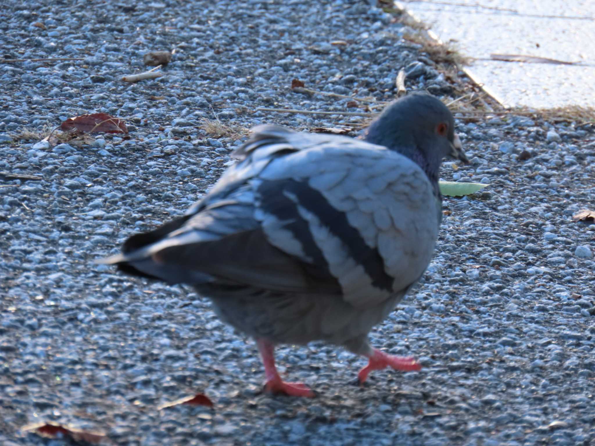 Rock Dove