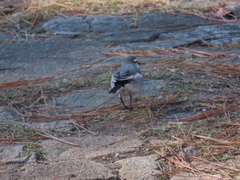 White Wagtail Hattori Ryokuchi Park Sat, 12/23/2023