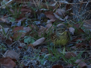 Masked Bunting Hattori Ryokuchi Park Sat, 12/23/2023