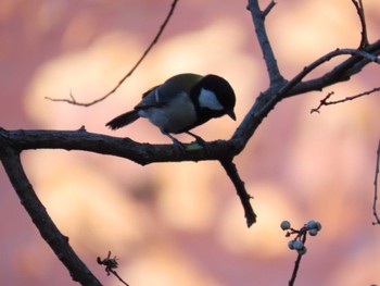 Japanese Tit Hattori Ryokuchi Park Sat, 12/23/2023