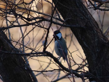 Japanese Tit Hattori Ryokuchi Park Sat, 12/23/2023