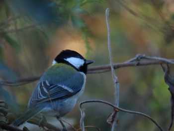 Japanese Tit Hattori Ryokuchi Park Sat, 12/23/2023