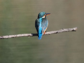 2023年12月23日(土) 白幡沼(さいたま市)の野鳥観察記録