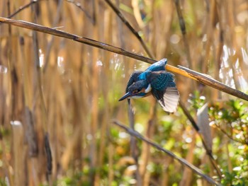 2023年12月23日(土) 大阪府の野鳥観察記録