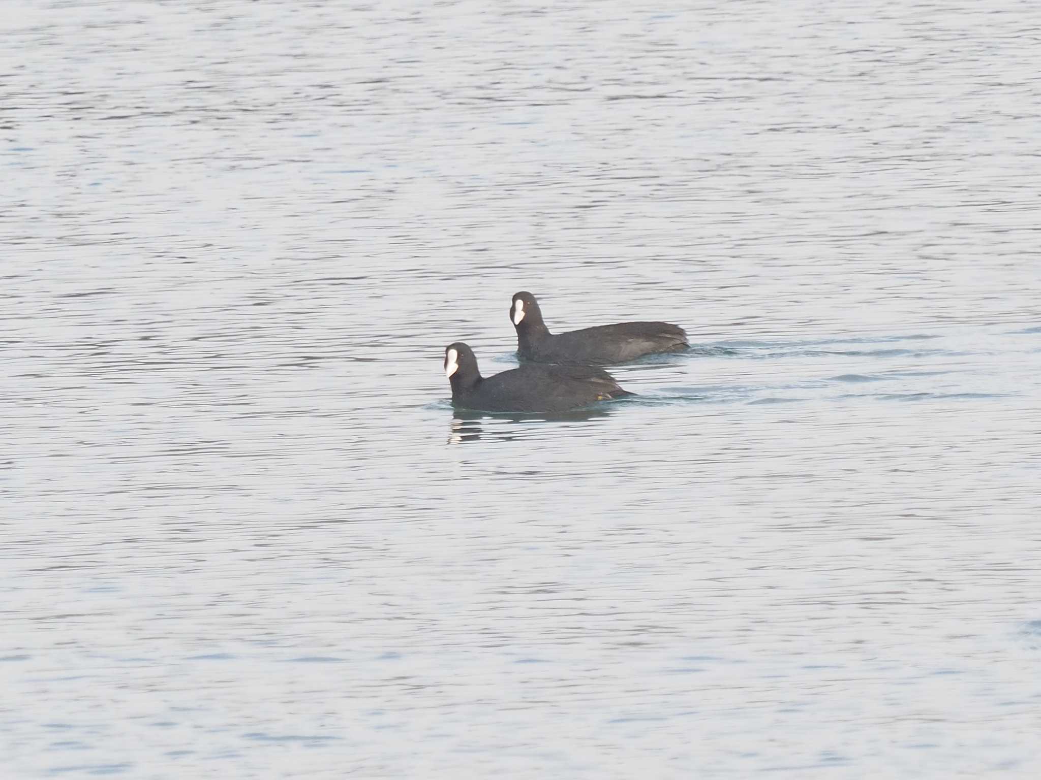 Eurasian Coot