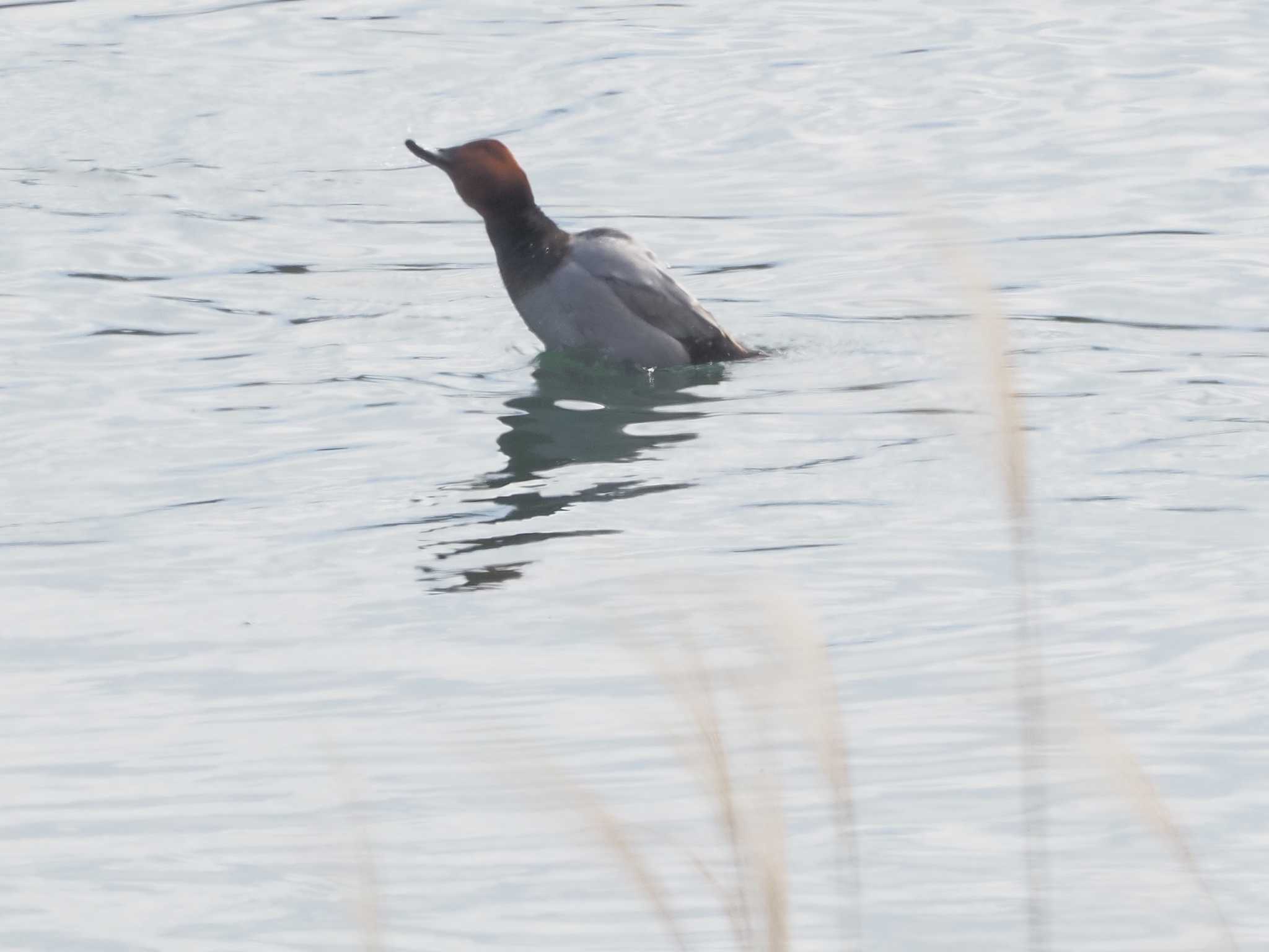 Common Pochard