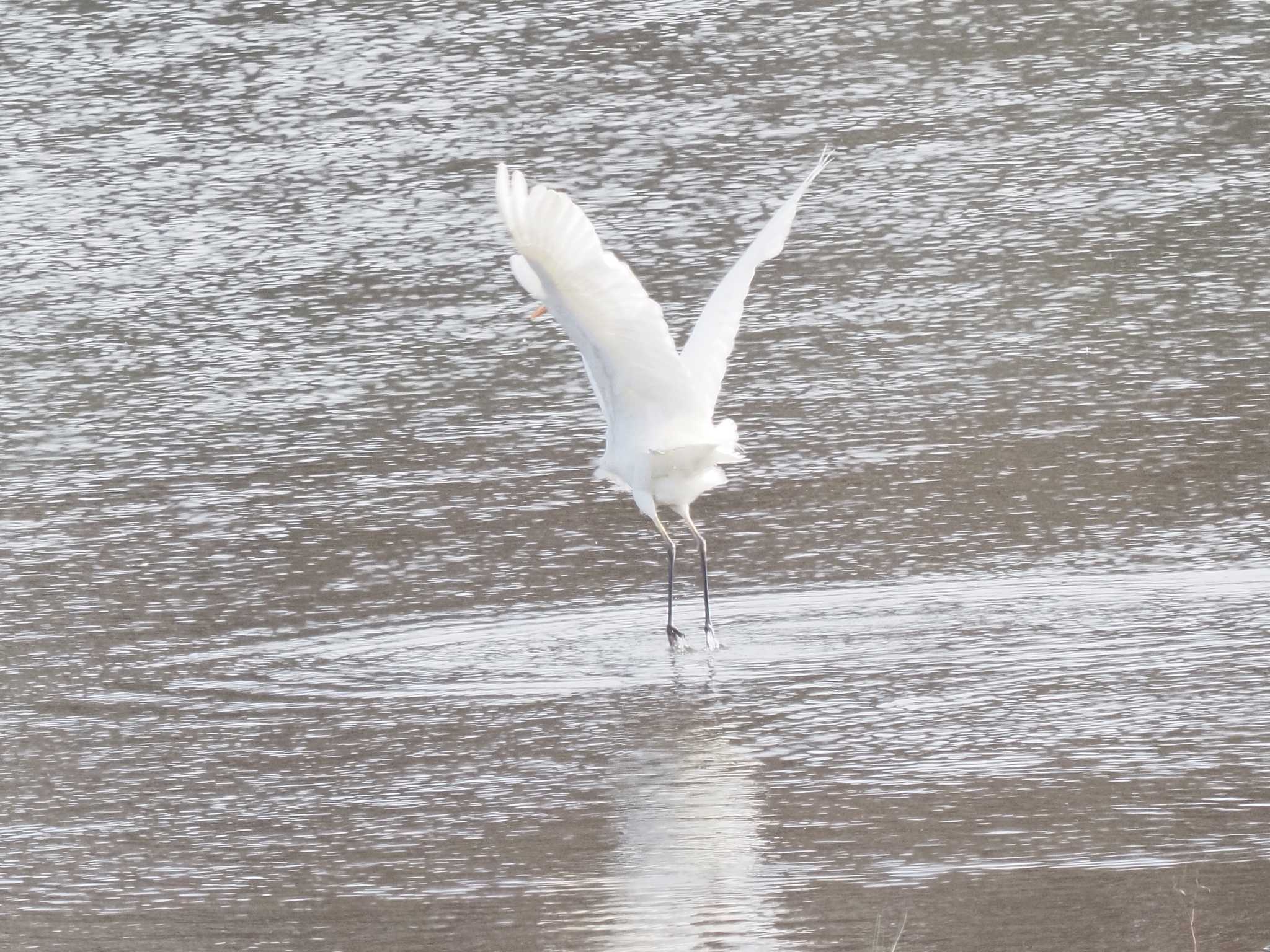 Great Egret