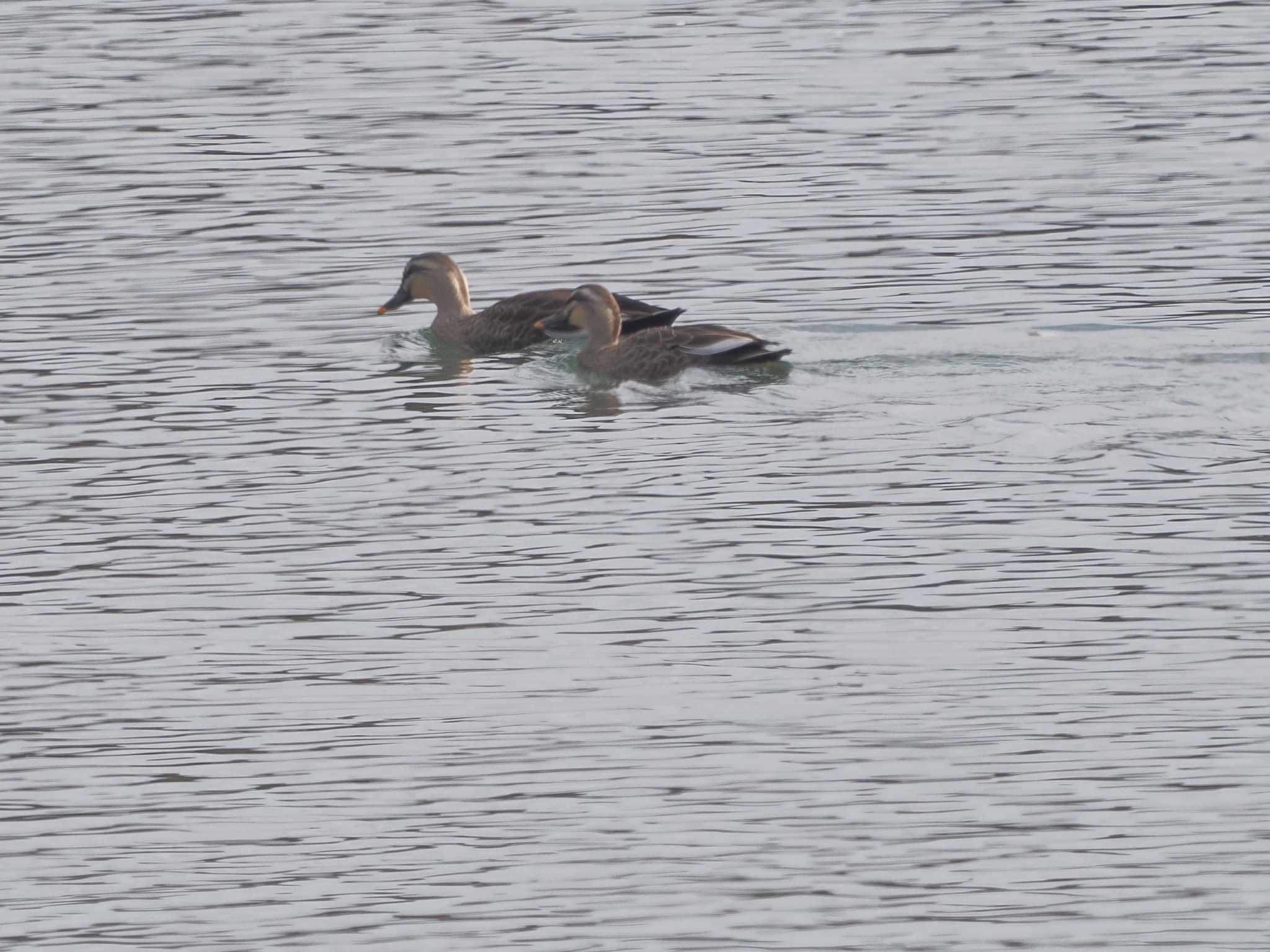 Eastern Spot-billed Duck