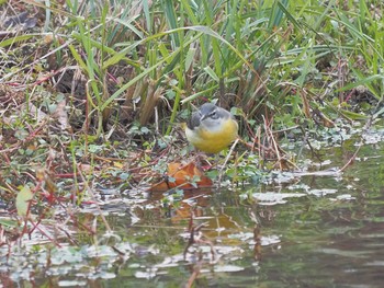 Grey Wagtail 養老公園 Sat, 12/23/2023