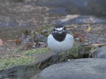 Japanese Wagtail 養老公園 Sat, 12/23/2023