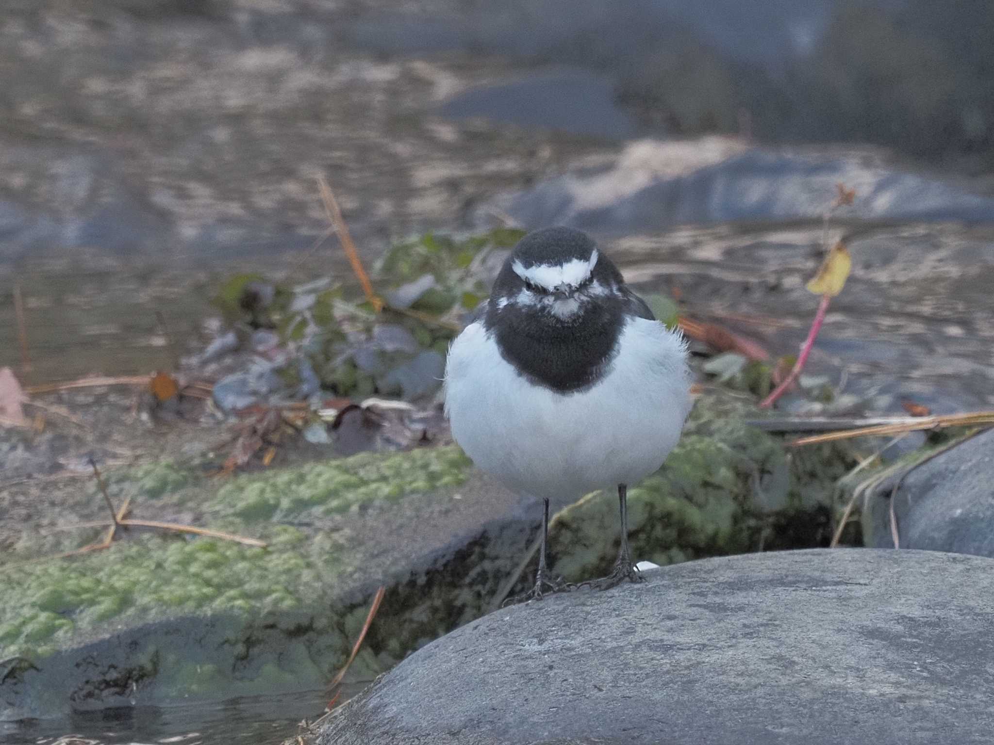 Photo of Japanese Wagtail at 養老公園 by MaNu猫