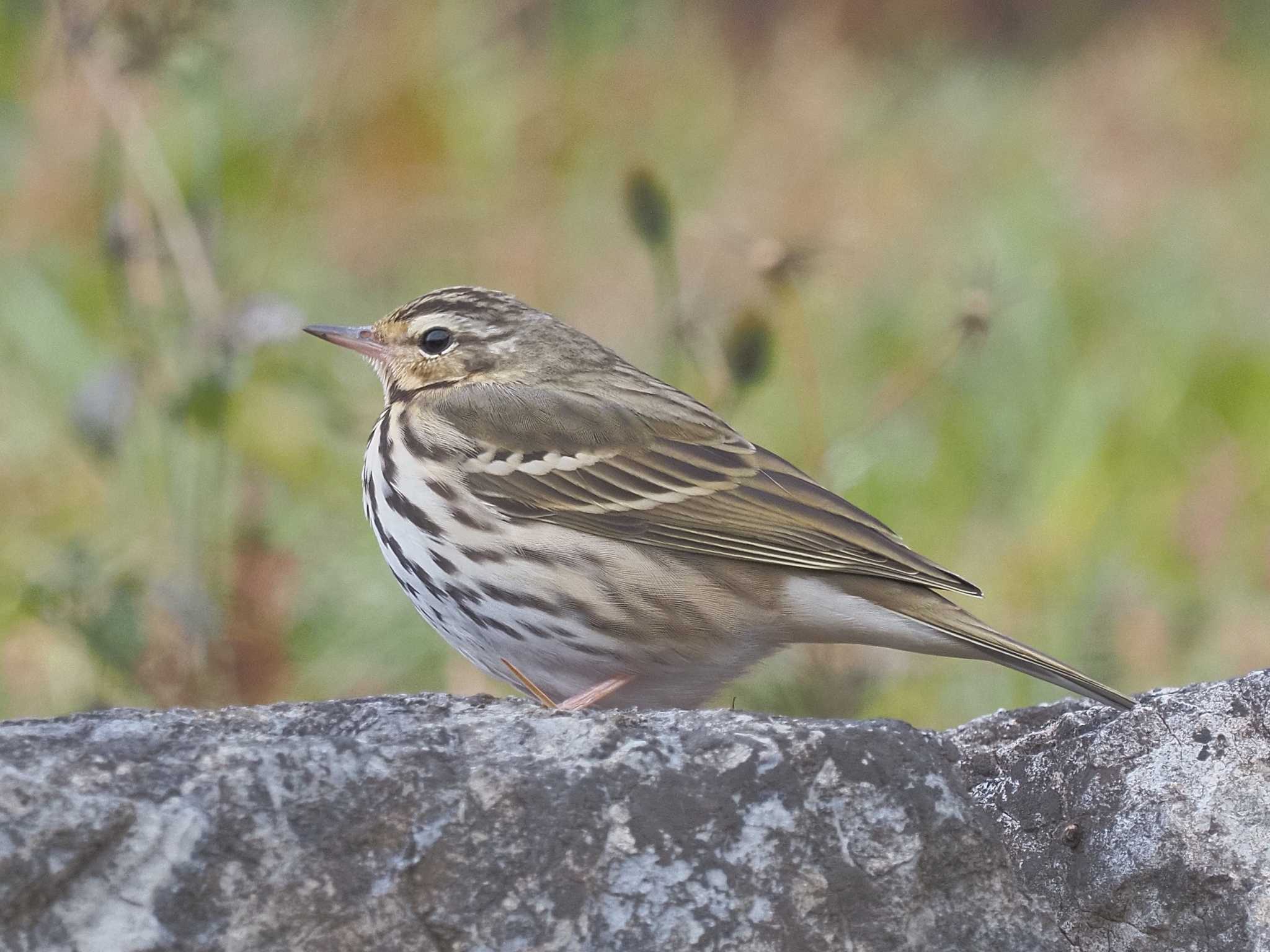 Photo of Olive-backed Pipit at 養老公園 by MaNu猫