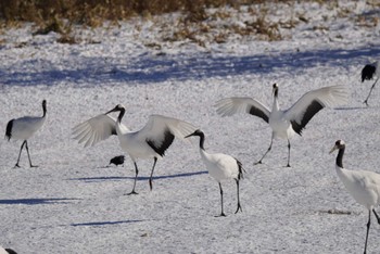 タンチョウ 釧路市丹頂自然公園 2023年12月23日(土)