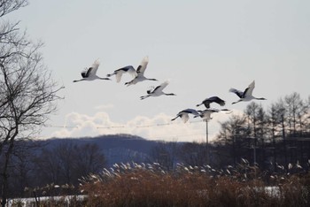 タンチョウ 釧路市丹頂自然公園 2023年12月23日(土)