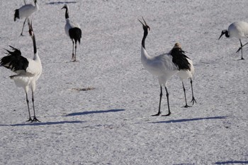 タンチョウ 釧路市丹頂自然公園 2023年12月23日(土)