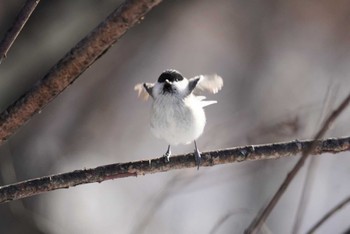 2023年12月23日(土) 釧路市丹頂自然公園の野鳥観察記録