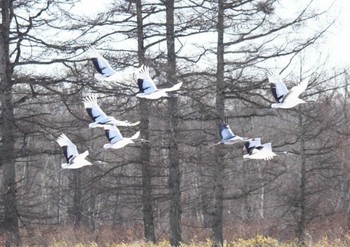 White-naped Crane 鶴居・伊藤タンチョウサンクチュアリ Sat, 12/23/2023