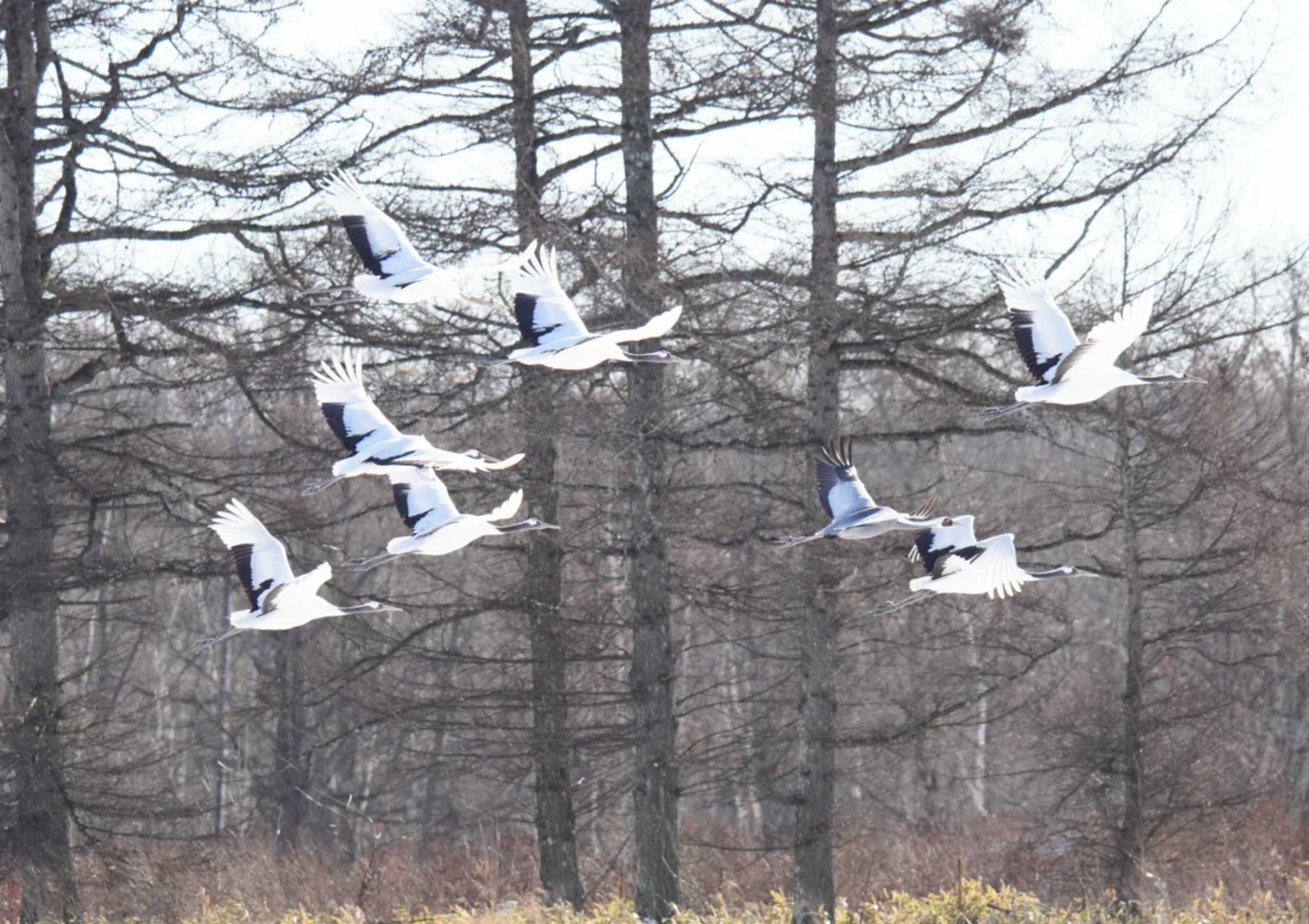 White-naped Crane