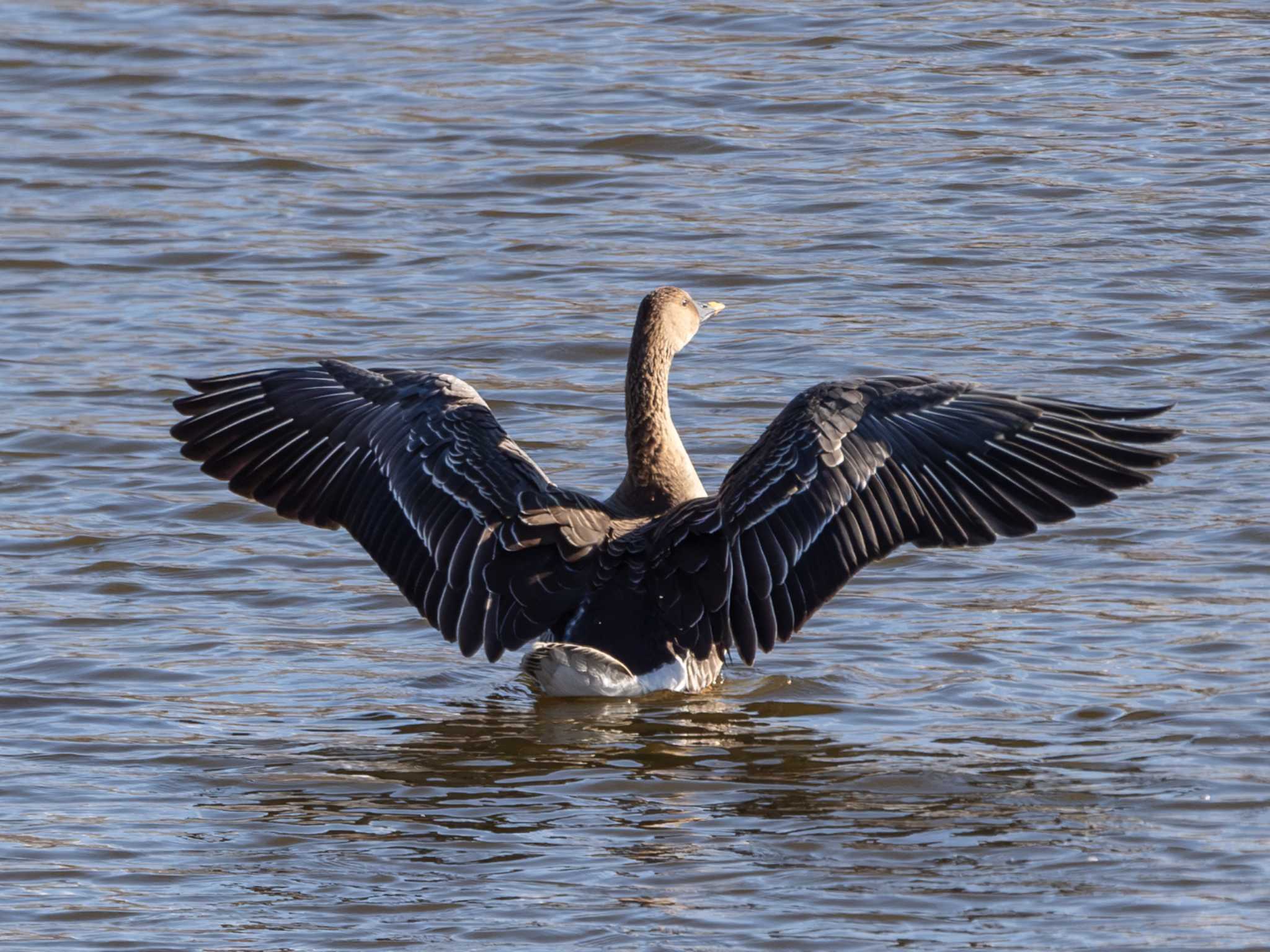 Photo of Taiga Bean Goose at 境川遊水地公園 by ふなきち