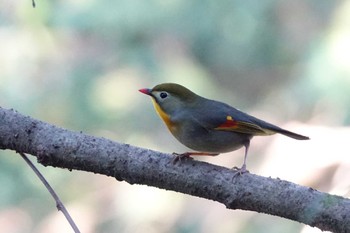 ソウシチョウ 多摩森林科学園 2023年12月23日(土)