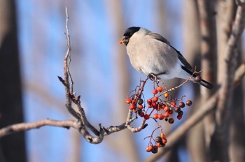 Eurasian Bullfinch(rosacea) 北海道 函館市 東山 Sat, 12/23/2023