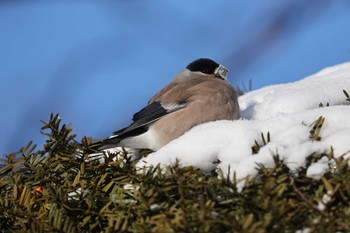 Eurasian Bullfinch(rosacea) 北海道 函館市 東山 Sat, 12/23/2023