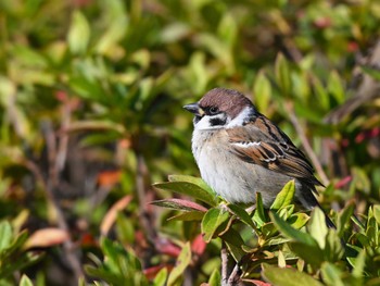 2023年12月23日(土) 平城宮跡の野鳥観察記録