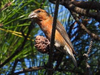 Red Crossbill 福井県 Sun, 11/5/2023