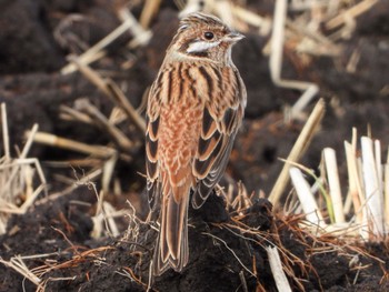 Pine Bunting 広島県 Sat, 11/11/2023