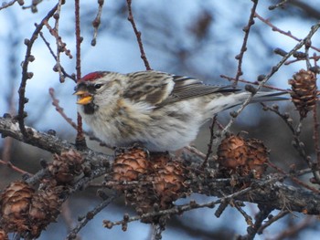 Common Redpoll 奥日光 Sun, 11/19/2023