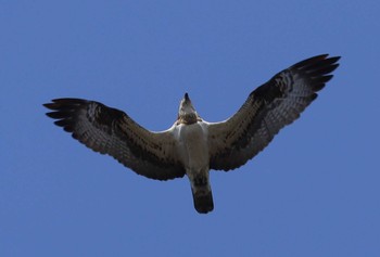 ミサゴ 湖北野鳥センター 2023年12月9日(土)