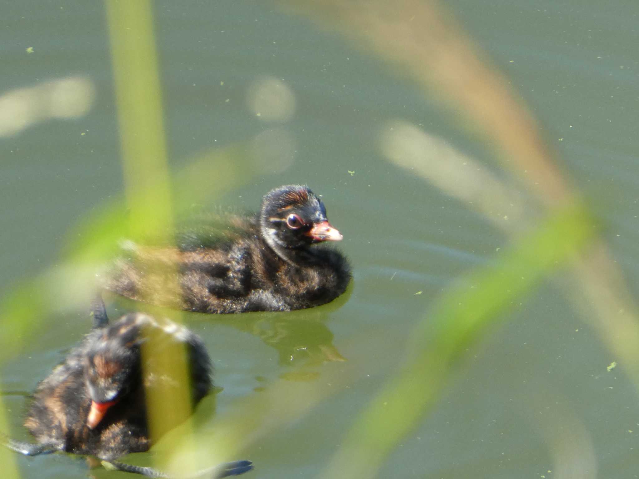 カイツブリ