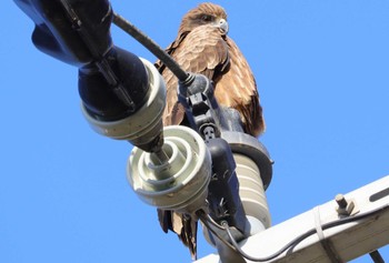 トビ 湖北野鳥センター 2023年12月9日(土)