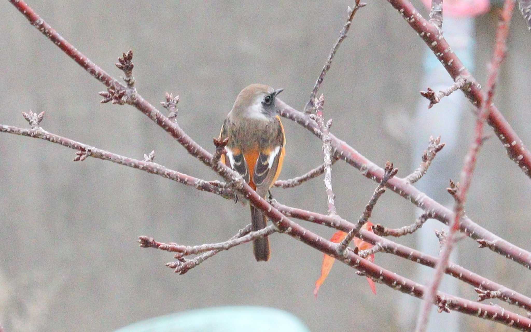 Daurian Redstart