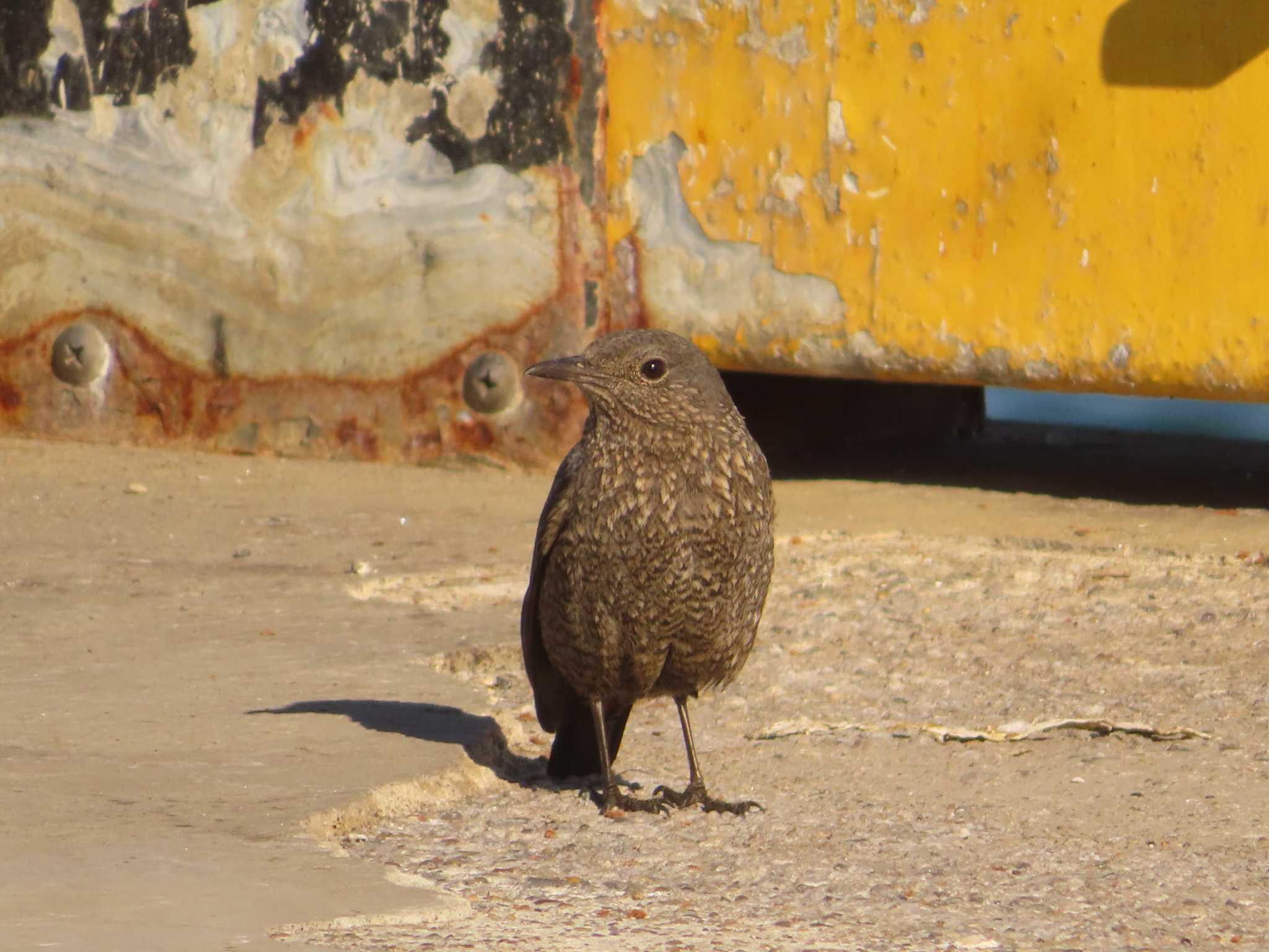 銚子漁港 イソヒヨドリの写真 by ゆ