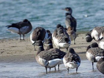 Brant Goose 蒲生干潟(仙台市) Sat, 12/23/2023