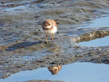 Common Ringed Plover 蒲生干潟(仙台市) Sat, 12/23/2023