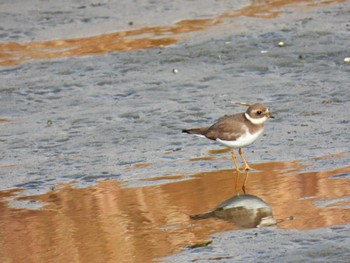 Common Ringed Plover 蒲生干潟(仙台市) Sat, 12/23/2023