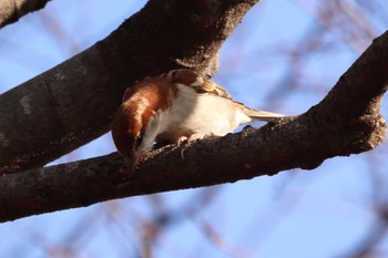 Russet Sparrow 祖父江ワイルドネイチャー緑地 Sat, 12/23/2023