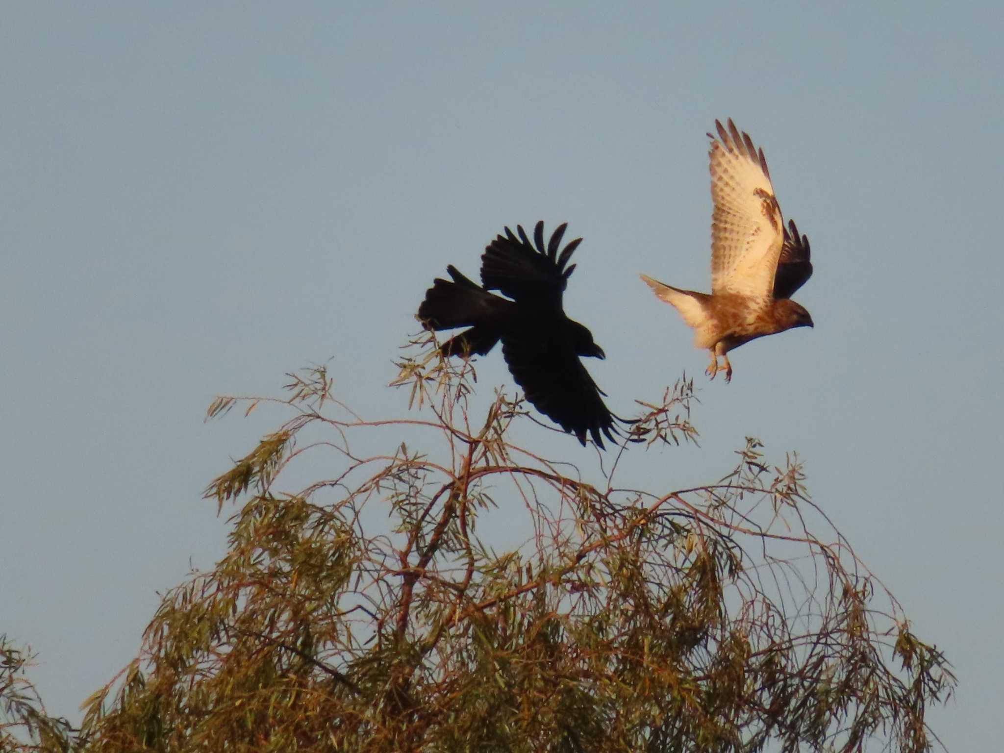 Eastern Buzzard