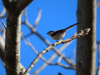 2023年12月23日(土) 多摩川の野鳥観察記録