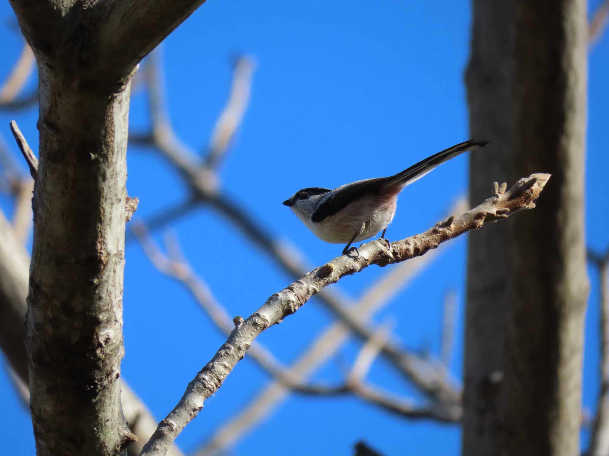 Long-tailed Tit