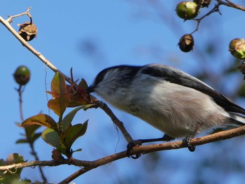 2018年10月21日(日) 恩田川(高瀬橋付近)の野鳥観察記録