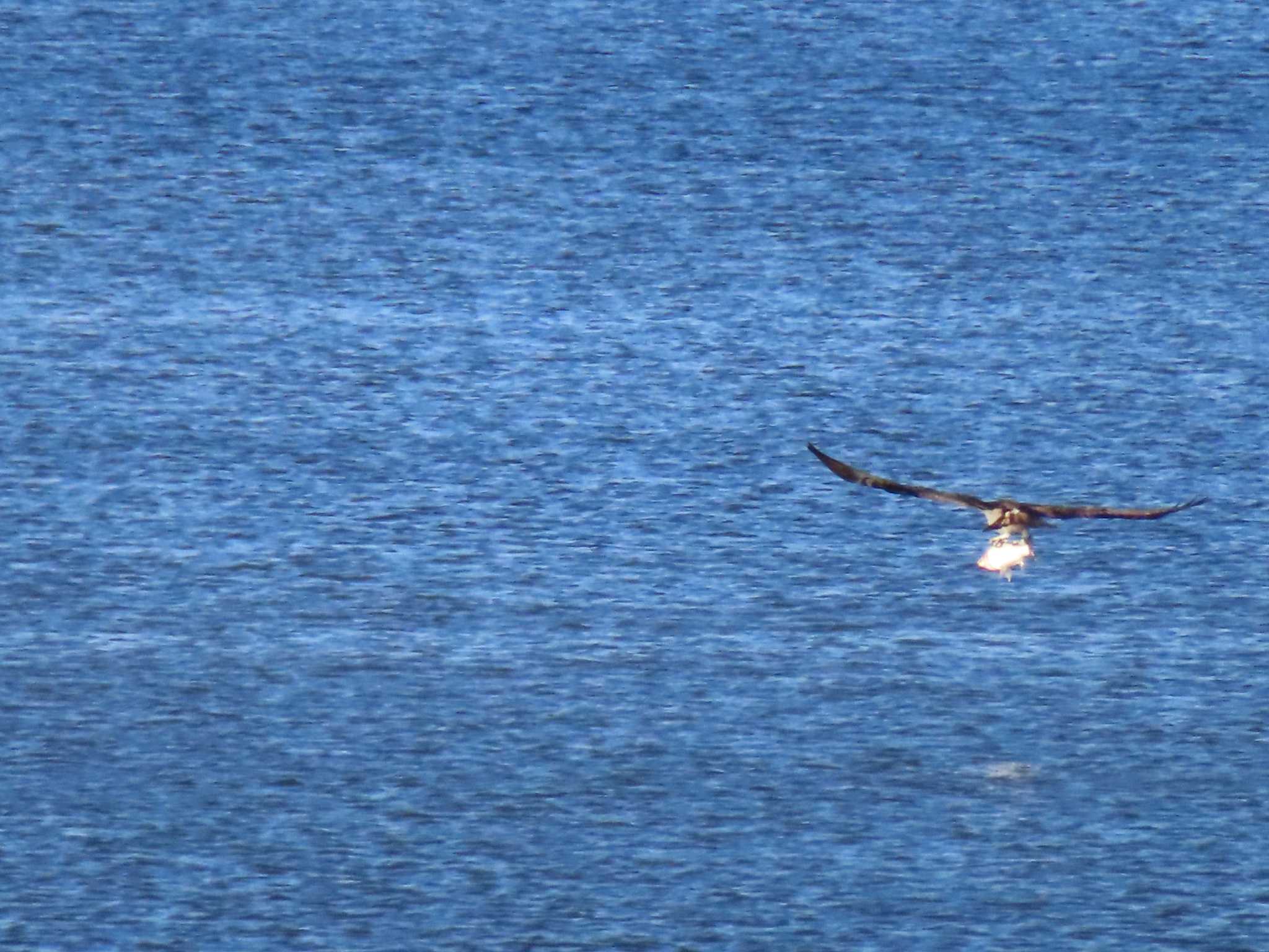 Osprey