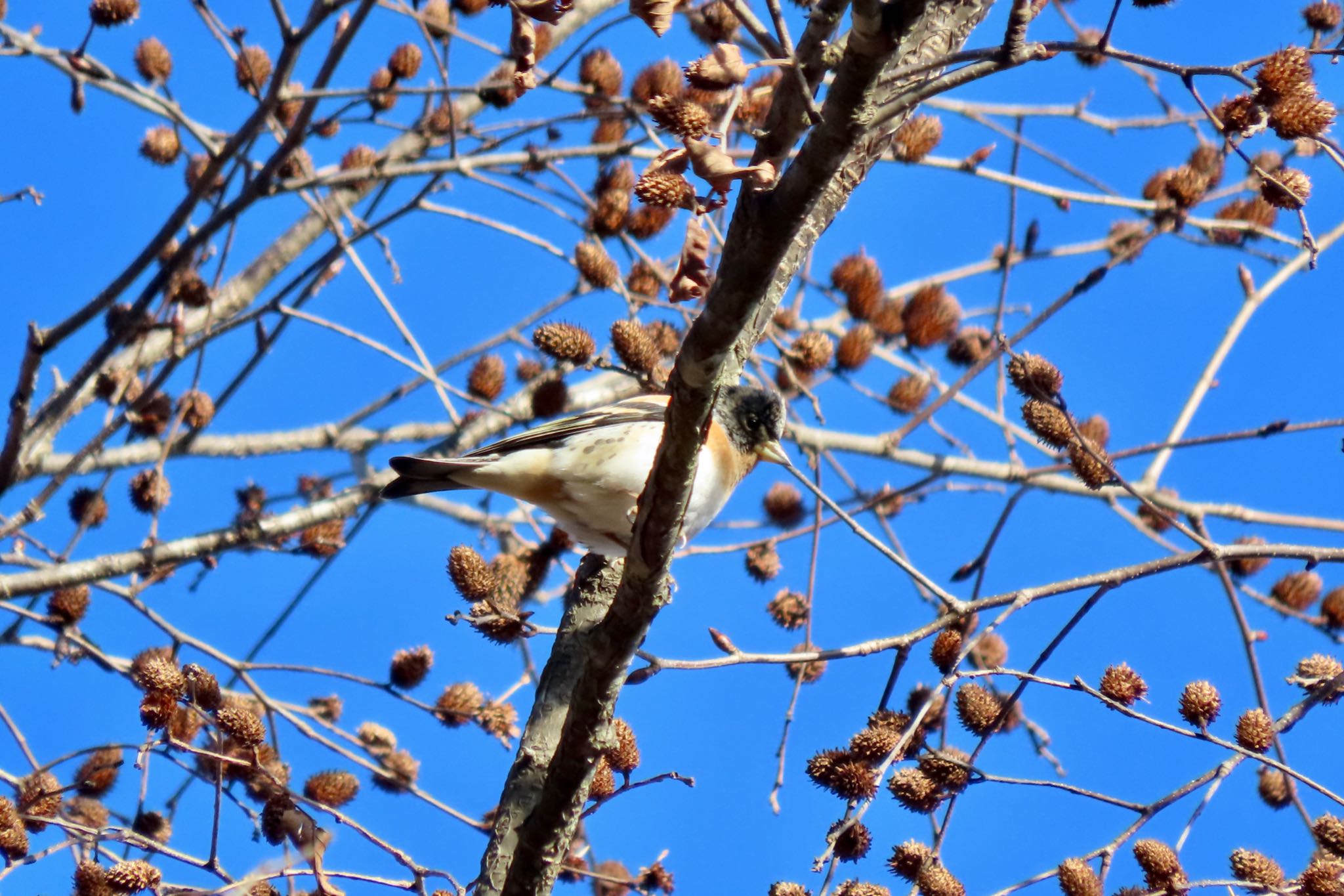 埼玉県民の森 アトリの写真 by 中学生探鳥家