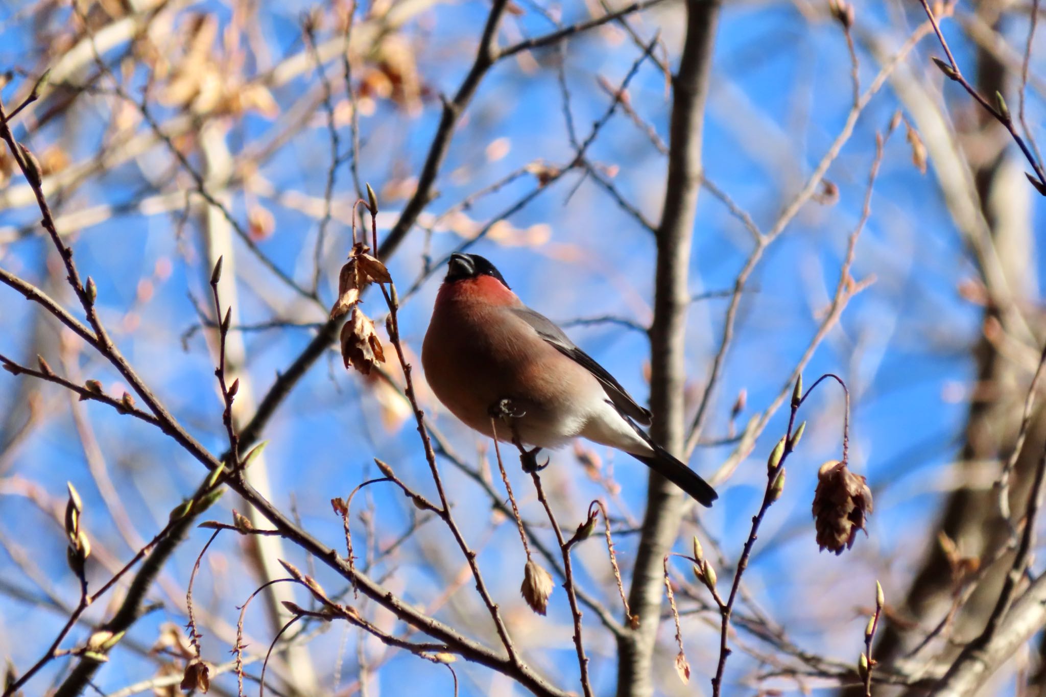 埼玉県民の森 アカウソの写真 by 中学生探鳥家