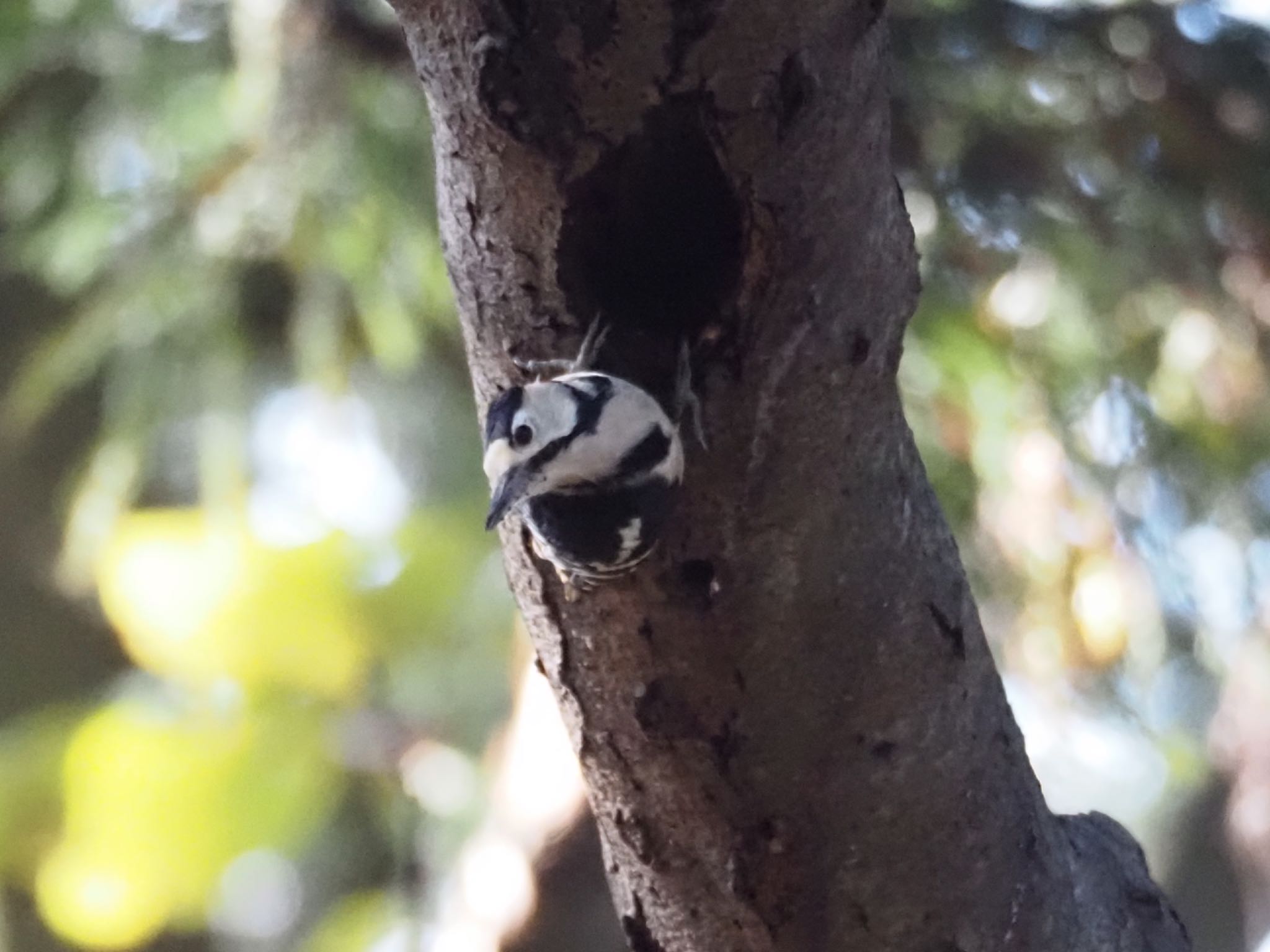 Photo of Great Spotted Woodpecker at 大潟水と森公園 by めー