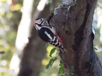 Great Spotted Woodpecker 大潟水と森公園 Sun, 10/22/2023