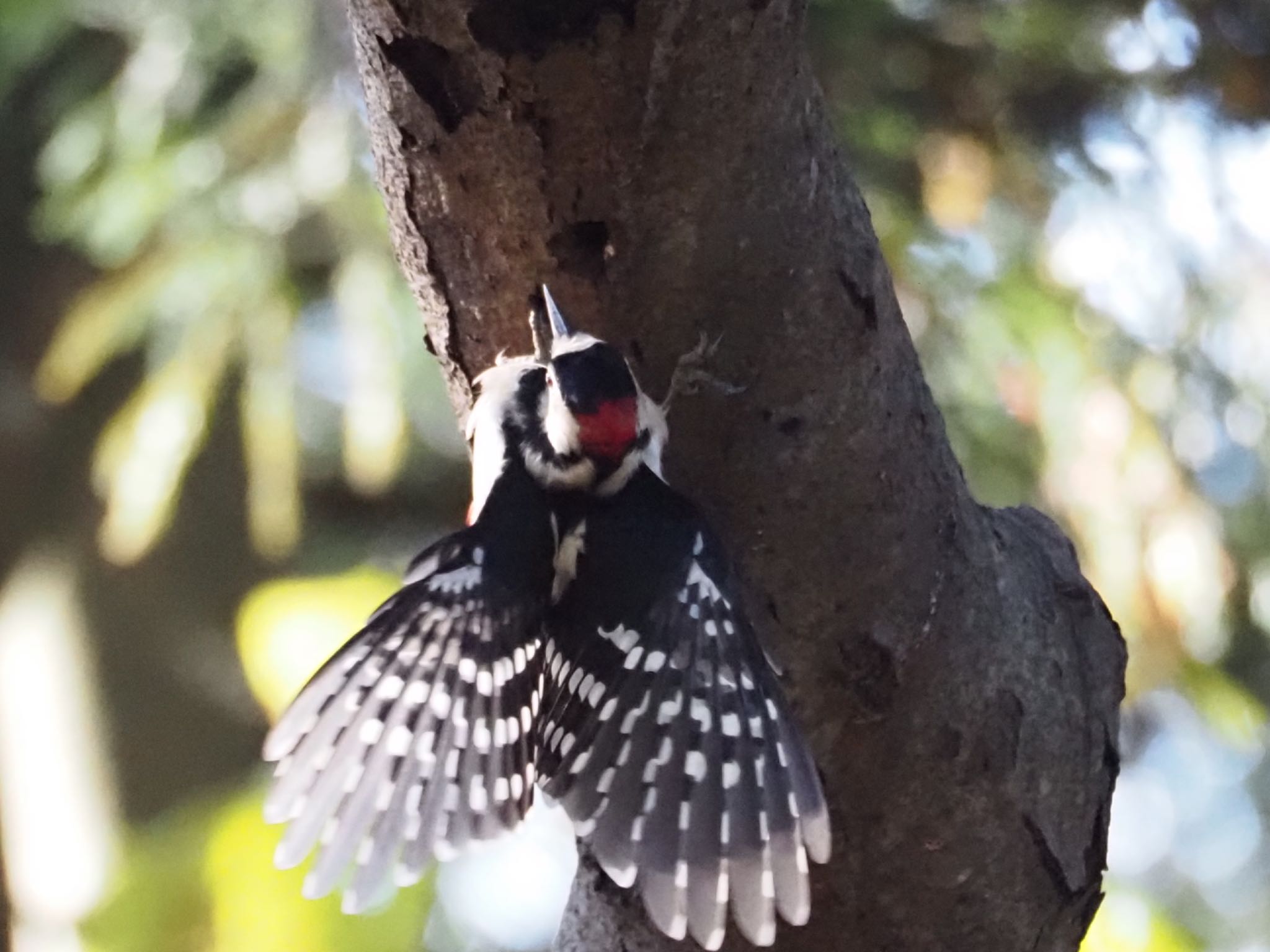 Photo of Great Spotted Woodpecker at 大潟水と森公園 by めー